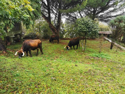 Outono em Parada de Monteiros — Novembro 2023